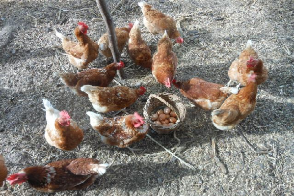 New technologies to promote local chicken value chain development