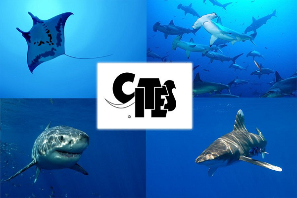 Enhancing Member States' engagement in continental and global aquatic biodiversity conservation and environmental management forums 