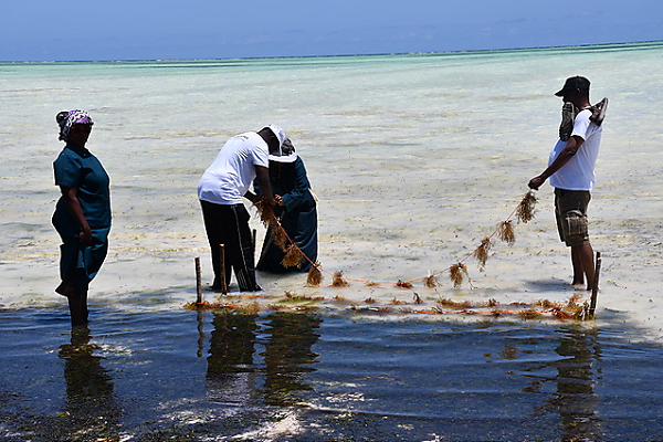 Navigating Success: Empowering Non-State Actors in Fisheries & Aquaculture through Strategic Planning