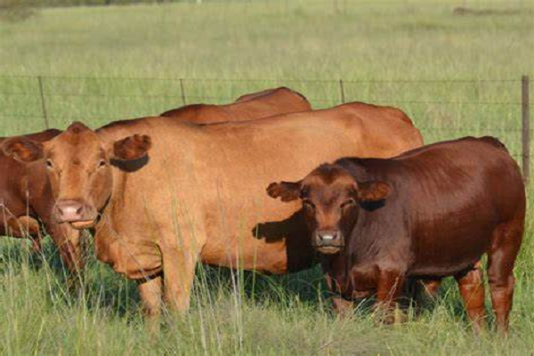 Inaugural General Assembly of Tuli Cattle Society of Southern Africa takes place in Johannesburg, South