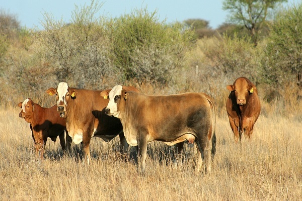 Animal Welfare, Environment & Sustainable Development Nexus Resolution Adopted during United Nations Environmental Assembly 5.2