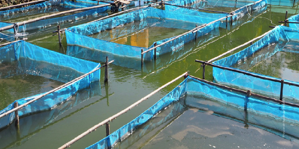Eastern Africa to hold 1st Regional Africa e-Conference on Aquaculture - August 27-29, 2021