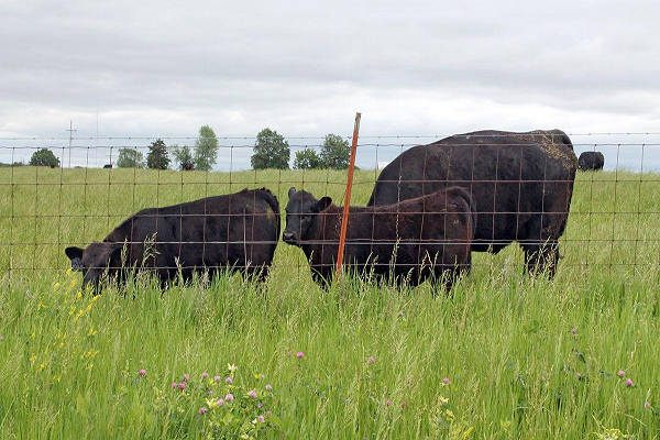 Strengthening livestock policy hubs and coordination of livestock policy issues in the ECOWAS Region