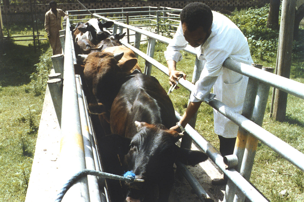 AU-IBAR supports Mali in practical veterinary performance through the validation of Veterinary Pharmacy and Animal Welfare Law