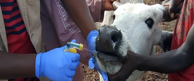 Eastern Africa Confronts Endemic Foot and Mouth Disease Threat as Regional Stakeholders Validate Long-Term Control Strategy