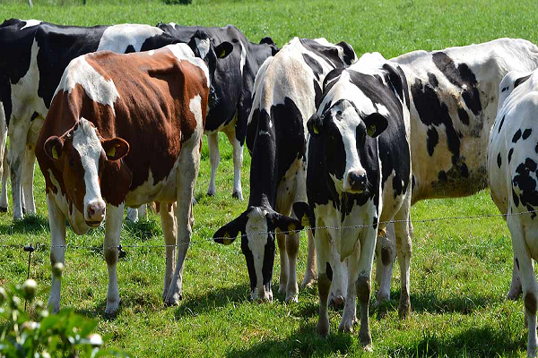 Value Chain Analysis and Mapping Tool for Red Meat and Live Animals under development for Southern Africa 