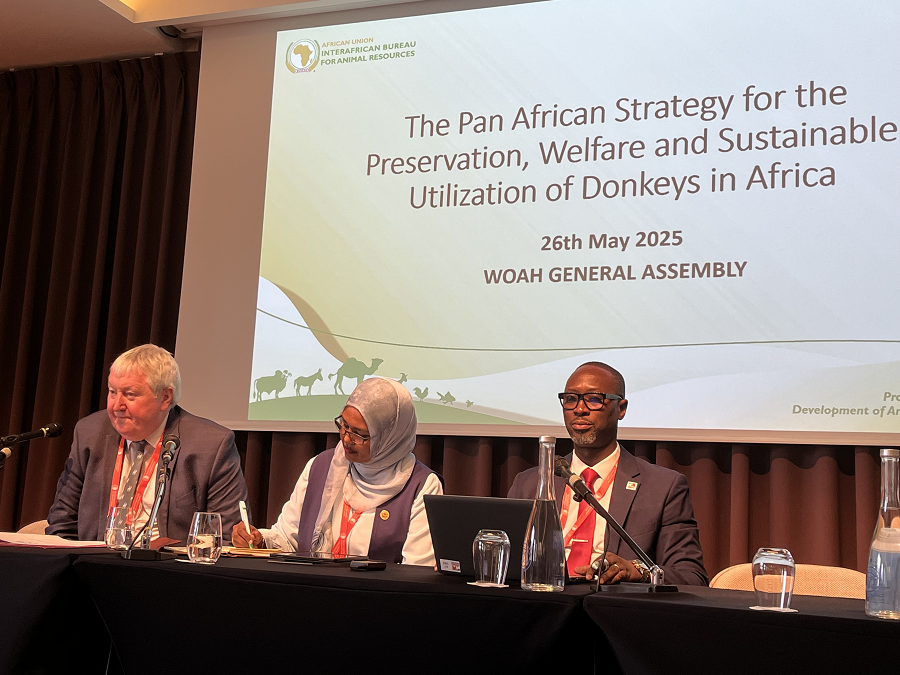 AU-IBAR Urges Immediate Action on Donkey Welfare Across Africa at WOAH General Session 92