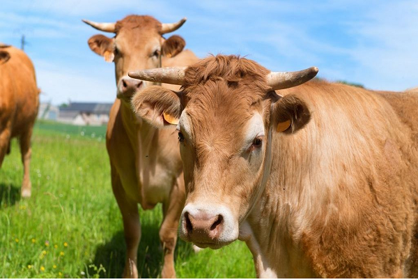 @AU-IBARCows