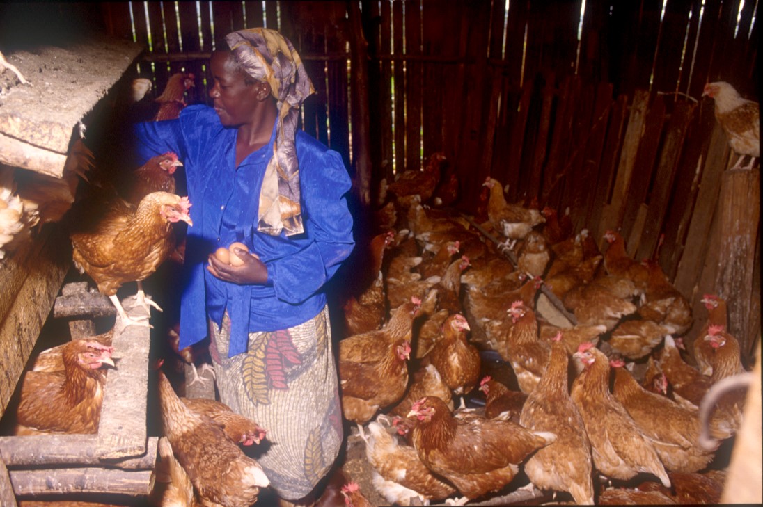 AU IBAR encourages the utilization of technologies and innovations for value addition and feed management in the poultry value chain in West Africa