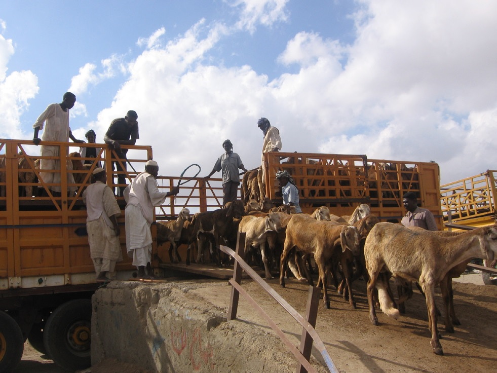 © 2015 AU-IBAR. Sheep being offloaded into an export facility in Sudan.