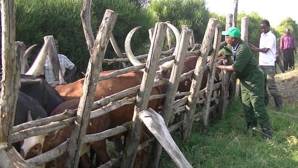 SMP-AH facilitates a vaccination campaign against FMD in Uganda
