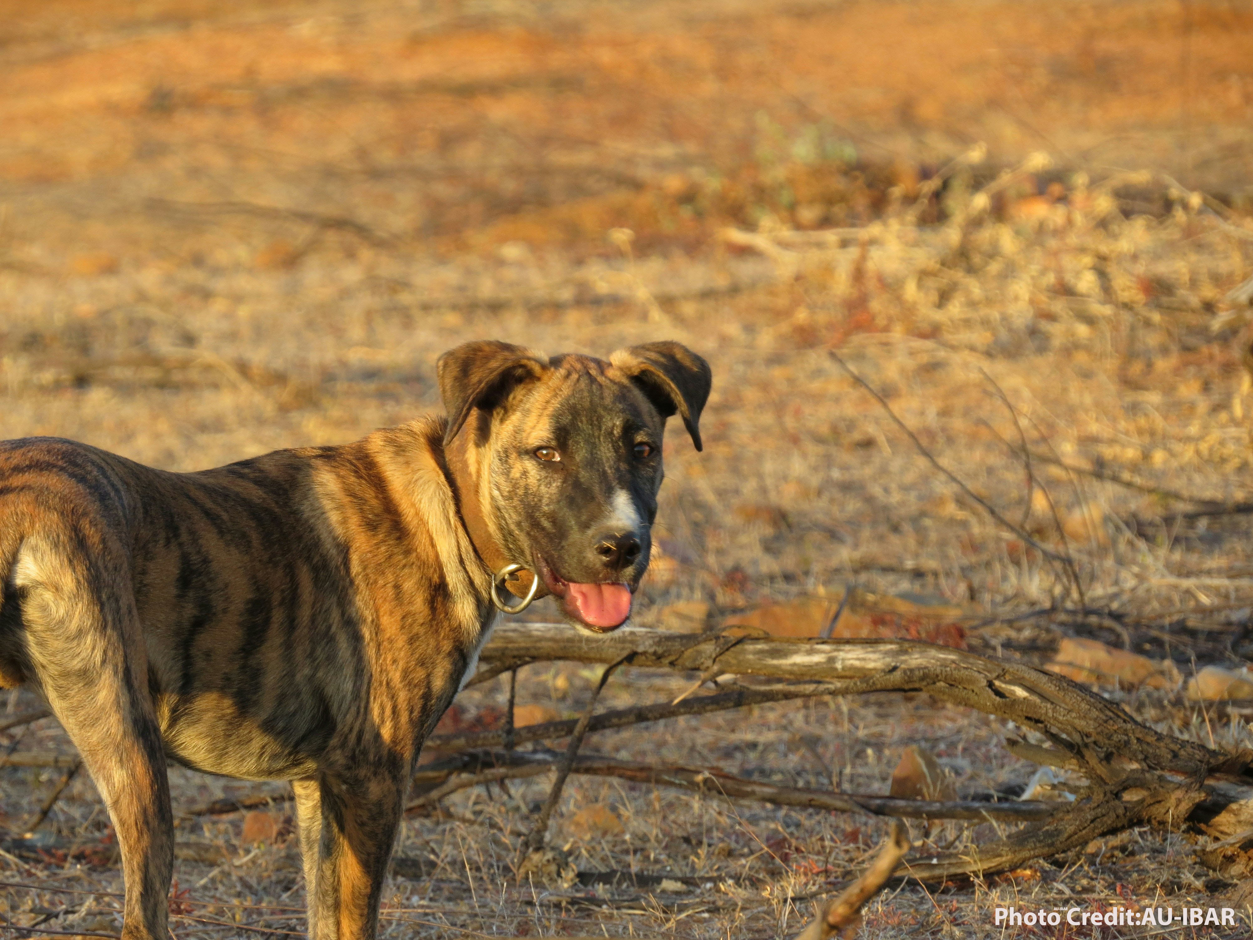 AU-IBAR Statement for World Rabies Day 2025