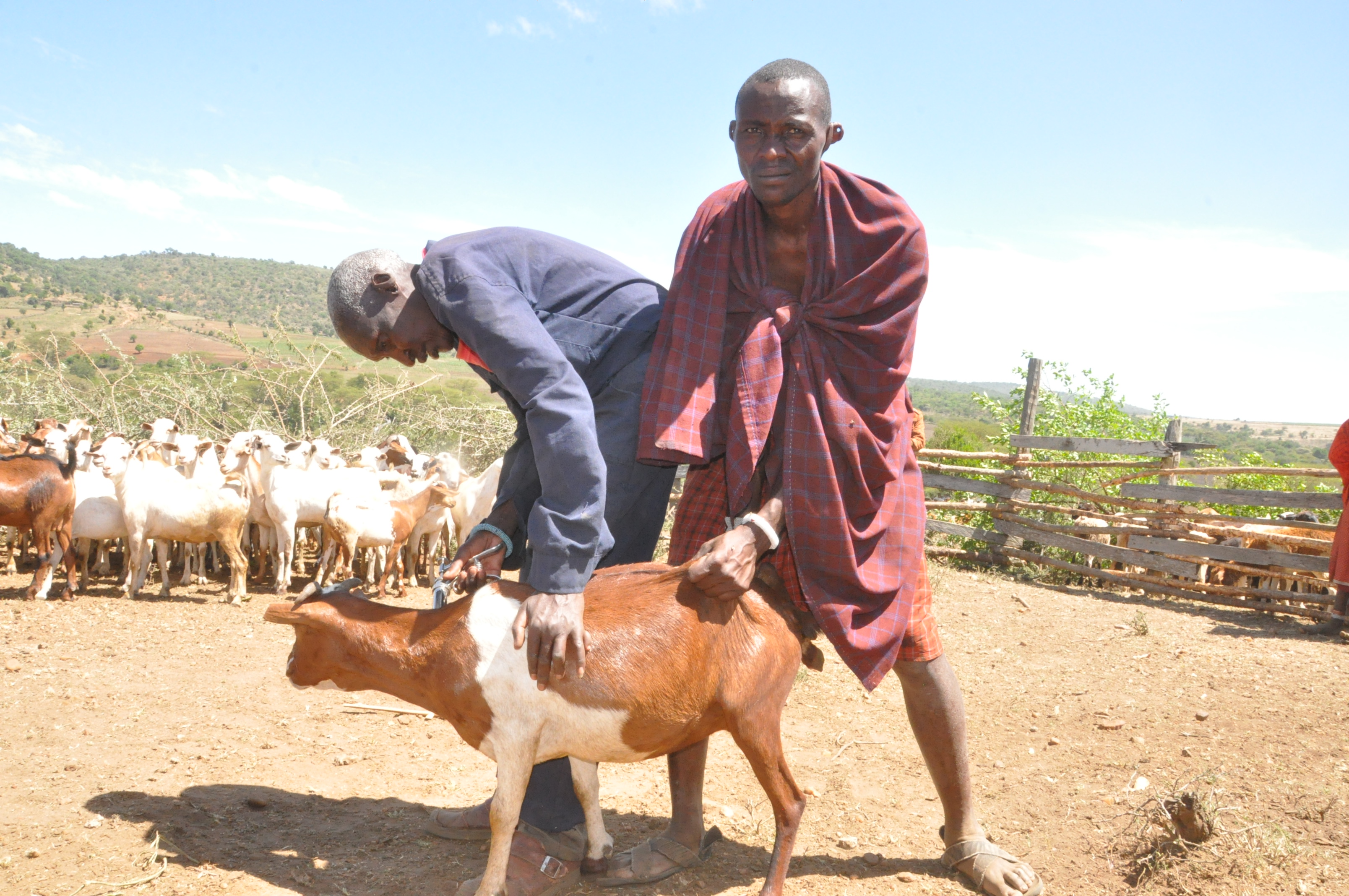 PPR can become Africa's next continental animal health success