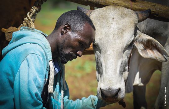 New policy brief calls for safer, more effective trypanocides to strengthen African animal trypanosomosis control