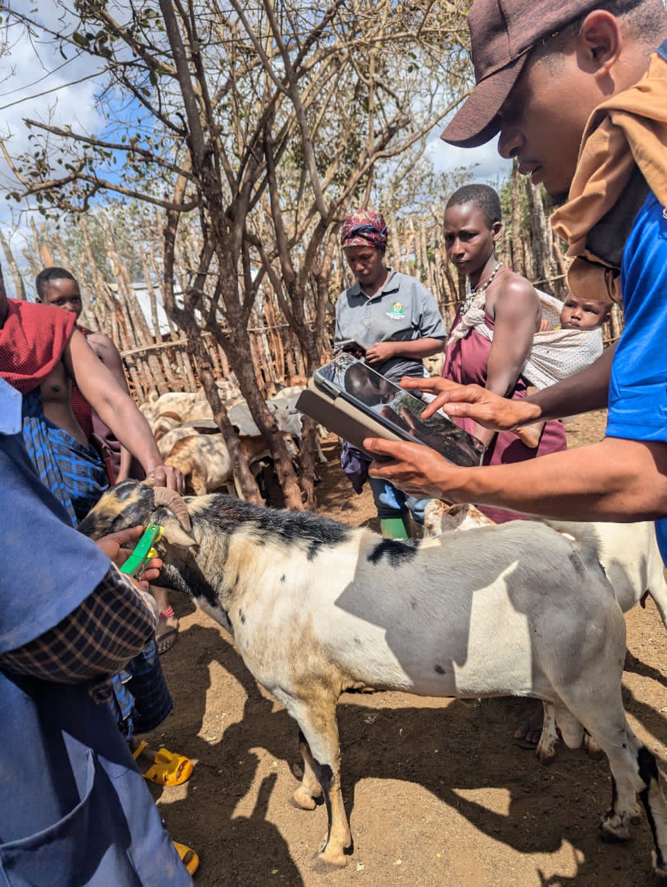 Tanzania’s Living Shield: How Everyday Heroes(Communities, Youth, and Veterinarians) Are Protecting a Region from PPR