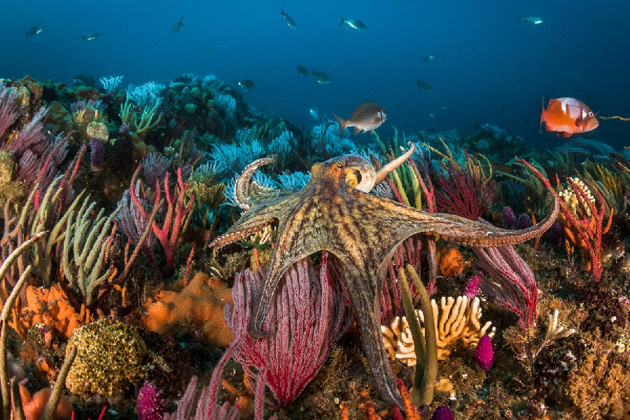 Strengthening Gender Dimensions in Small-Scale Octopus Fisheries in East Africa and the South-West Indian Ocean