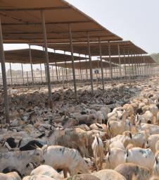 © 2015 AU-IBAR. Sheep and goats in a livestock quarantine station in Berbera, Somaliland.